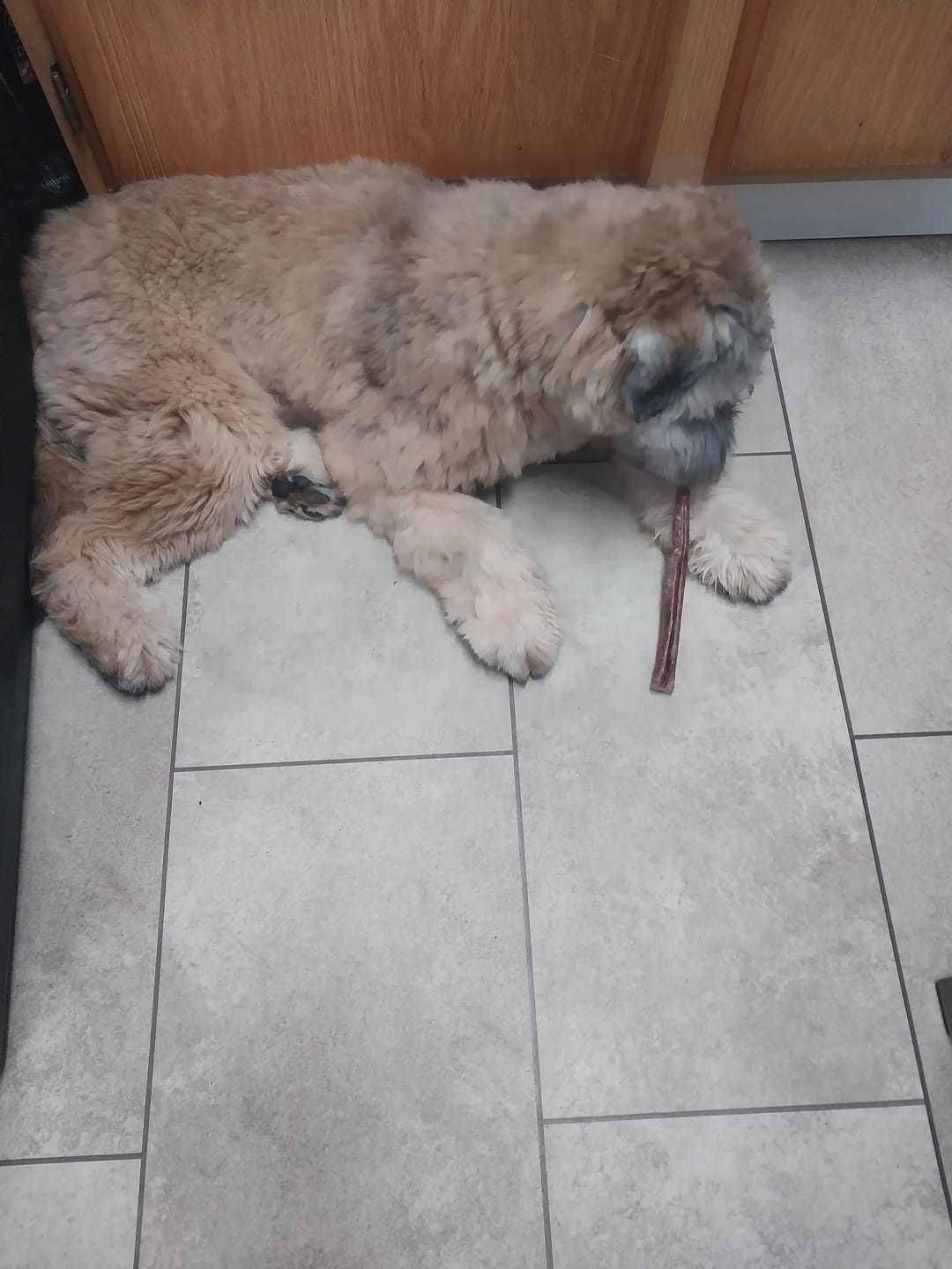 Customer photo review of 12 Inch Monster Bully Stick