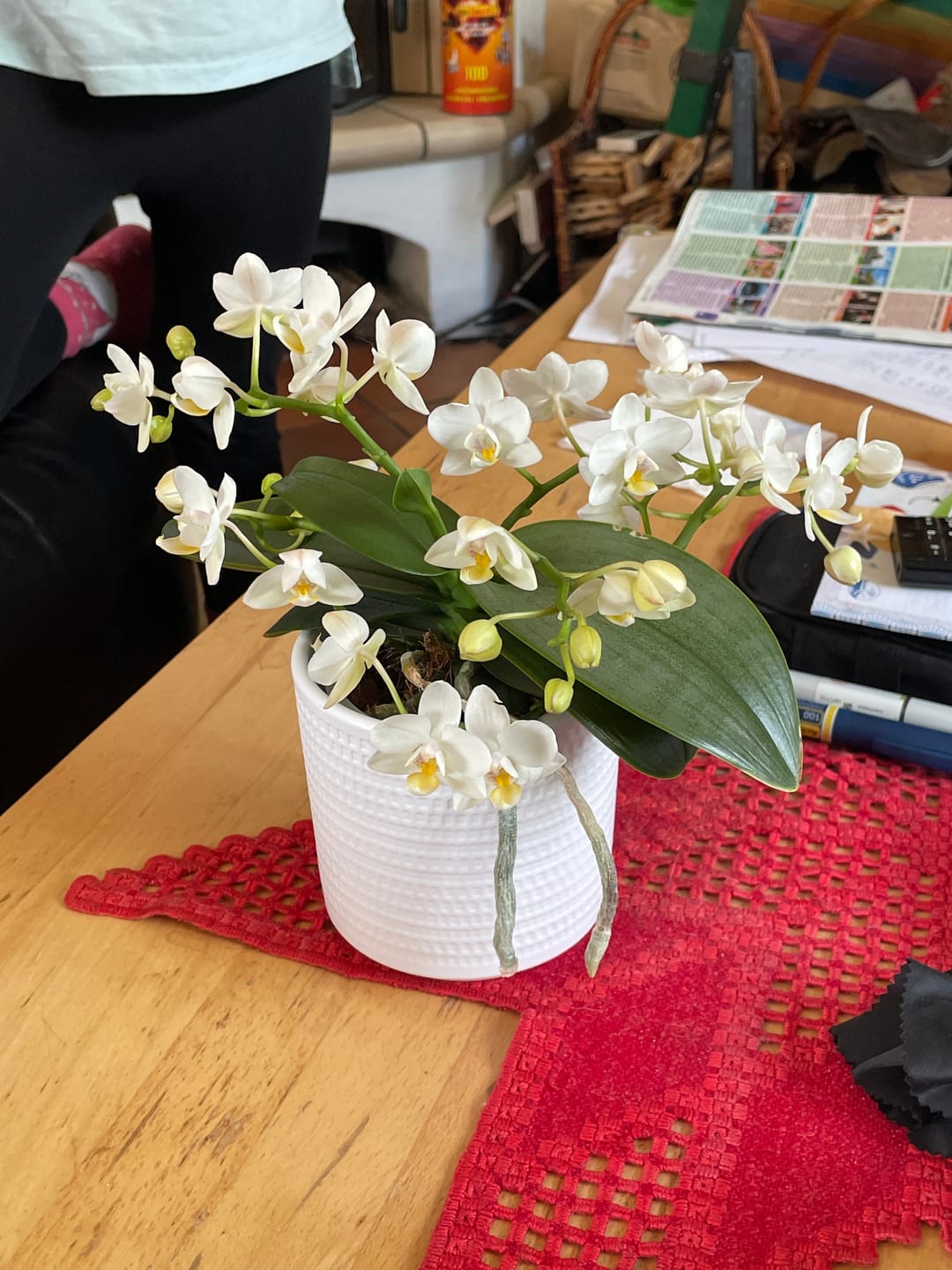 Customer photo review of Bonsaiorchidee Nazare mit weißen Blüten und 4+ Rispen inkl. Keramik