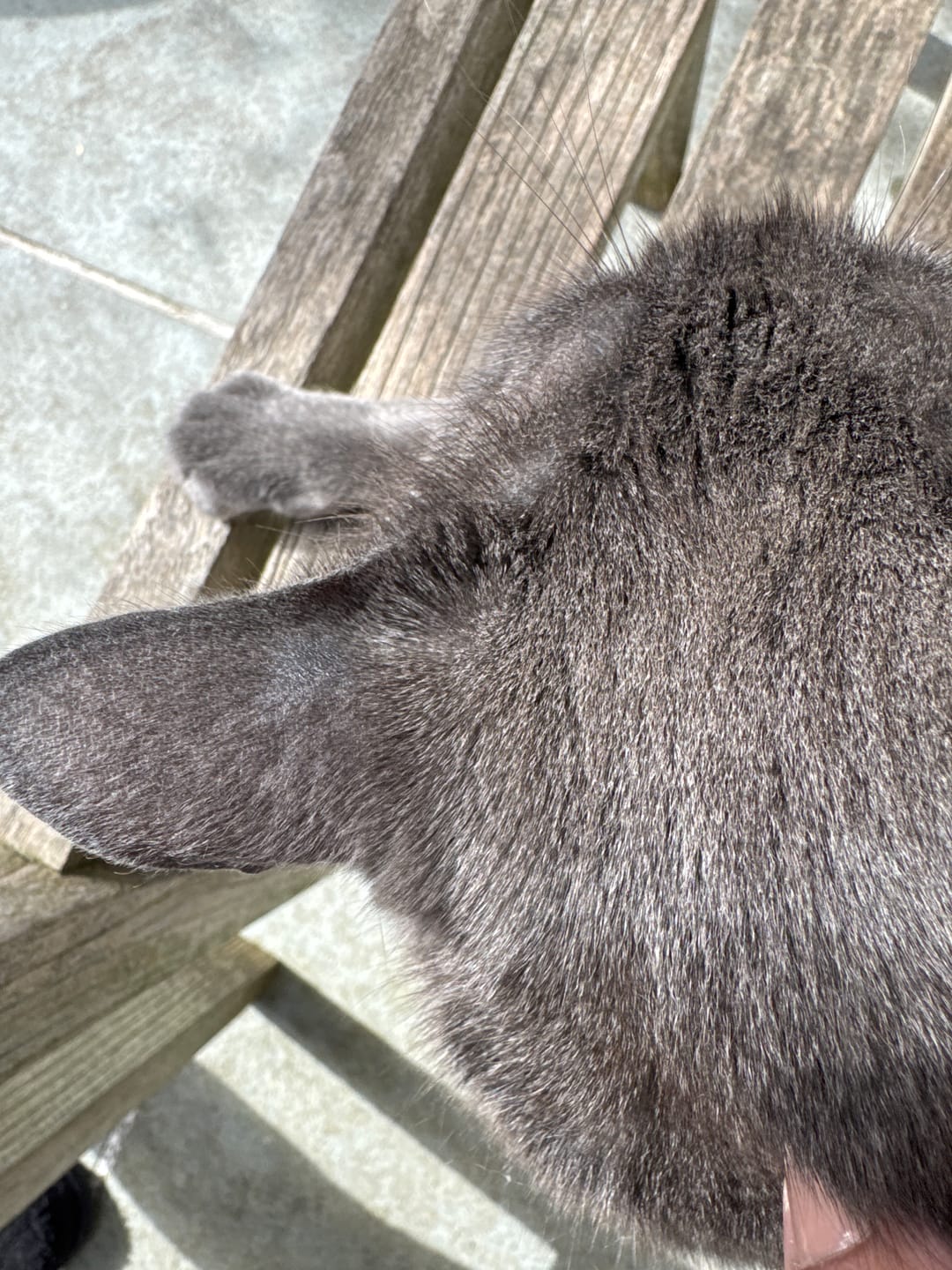 Customer photo review of Cat Gel