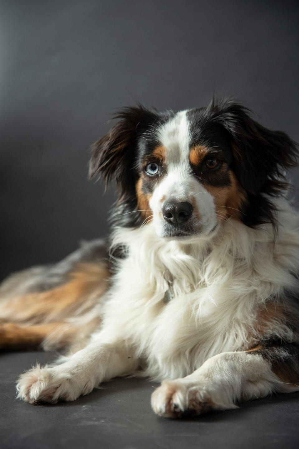 Customer photo review of Mousse Boeuf & Volaille - Chien