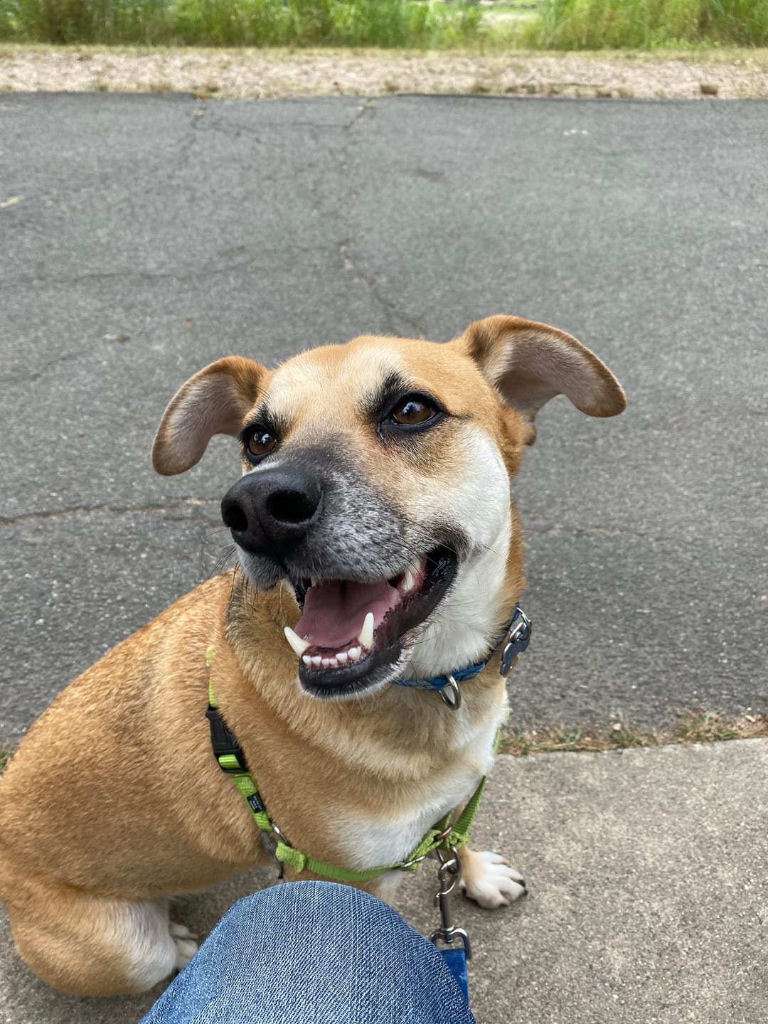 Customer photo review of 6 Inch Jumbo Bully Stick