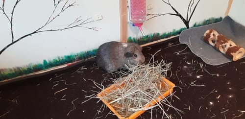Customer photo review of Orchard Hay Box
