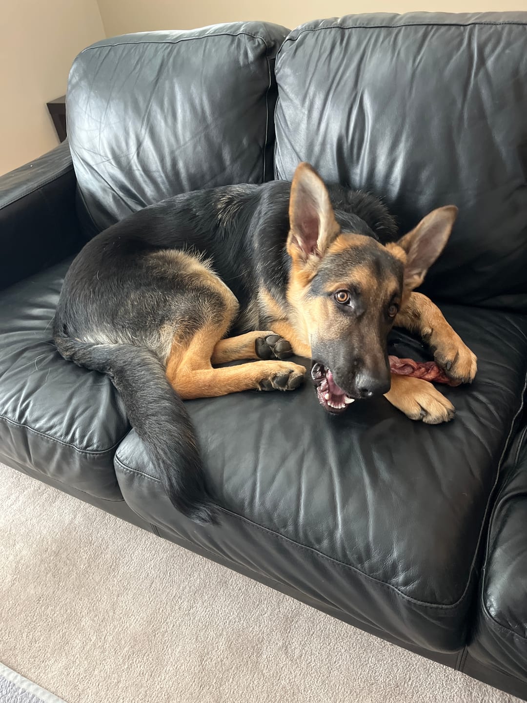 Customer photo review of 12 Inch Jumbo Braided Bully Stick