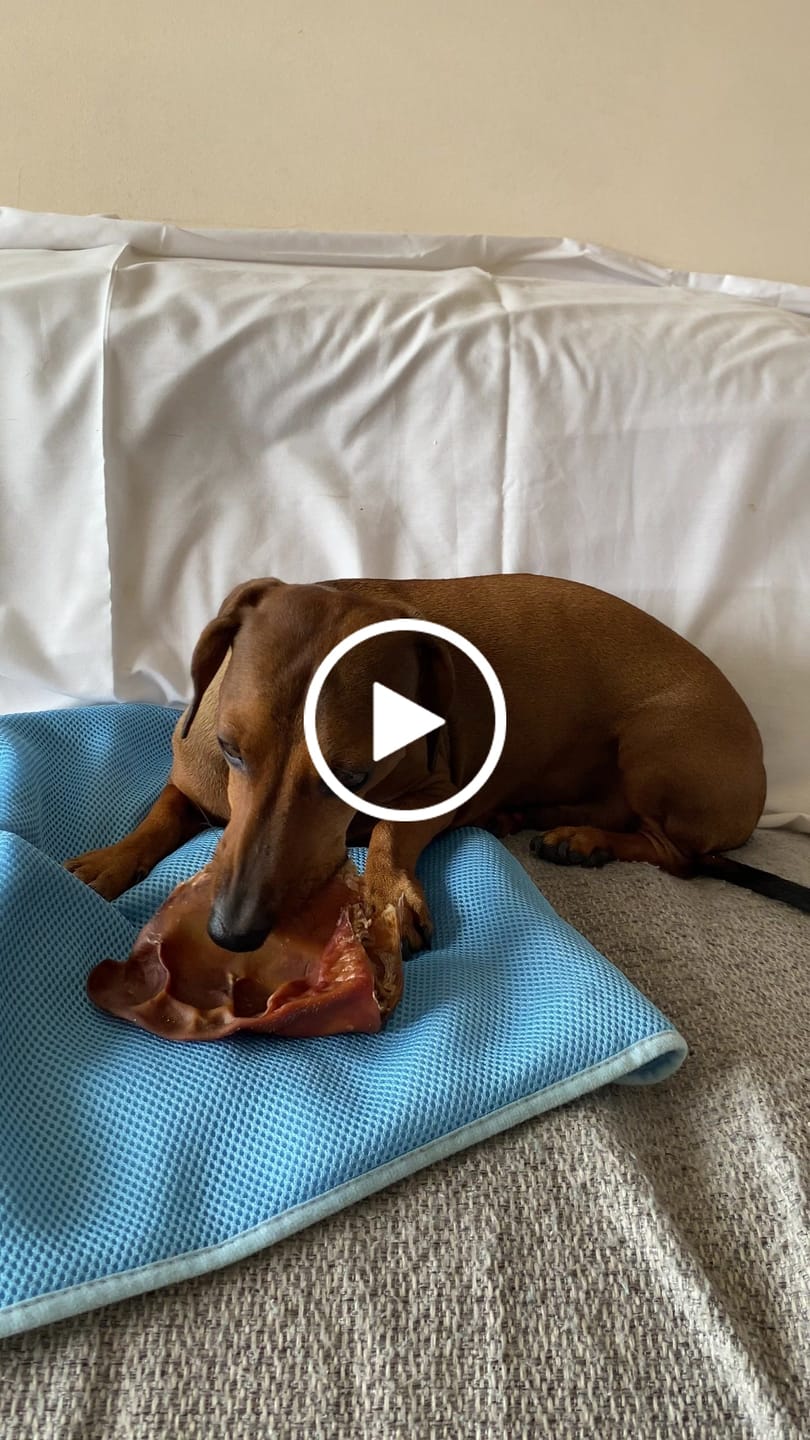 Customer video review of Oreja de cerdo