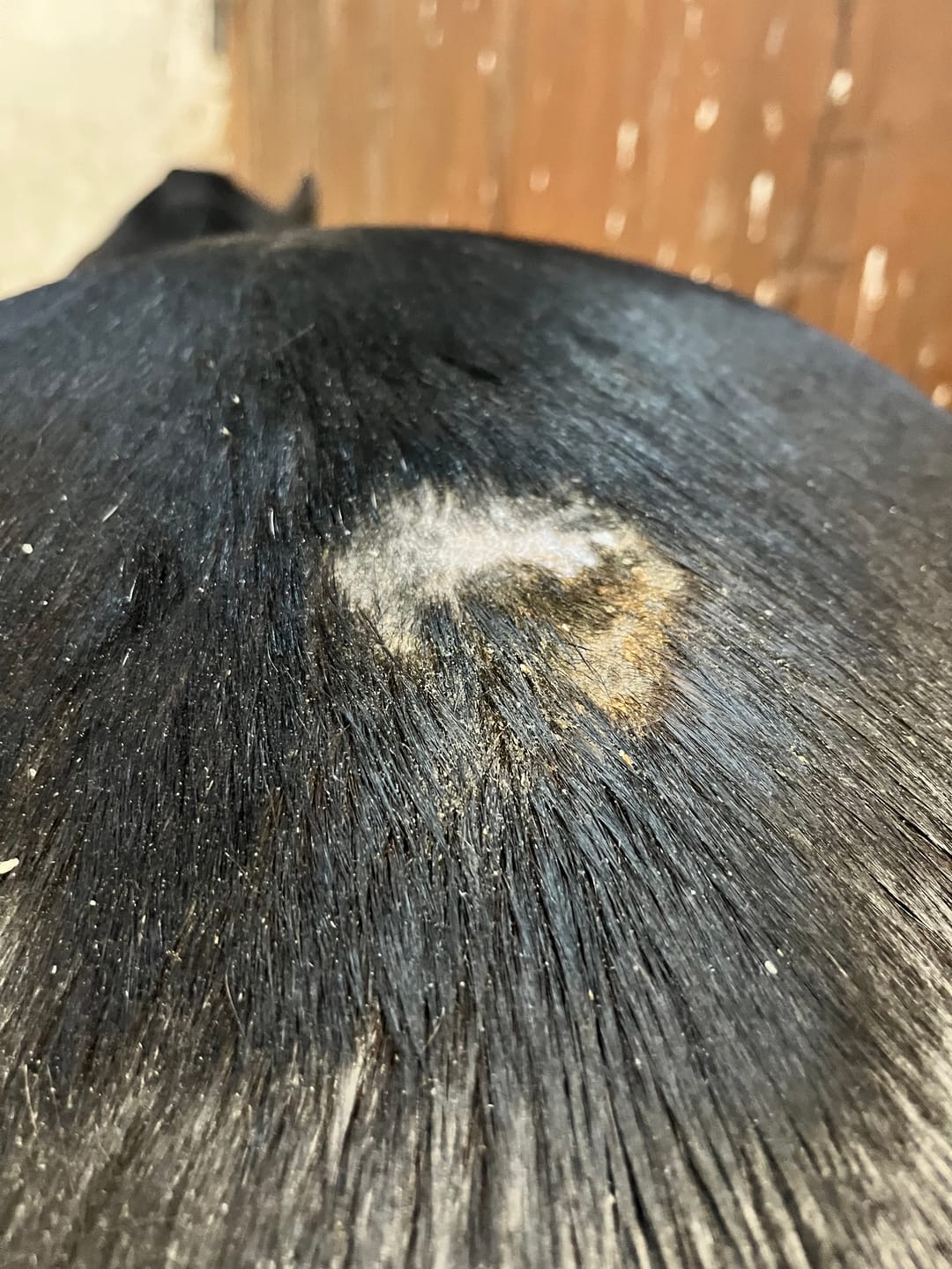 Customer photo review of Horse Duo Pack