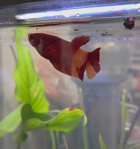 Customer's red and orange Female Giant Betta Fish swimming near a plant in an aquarium.