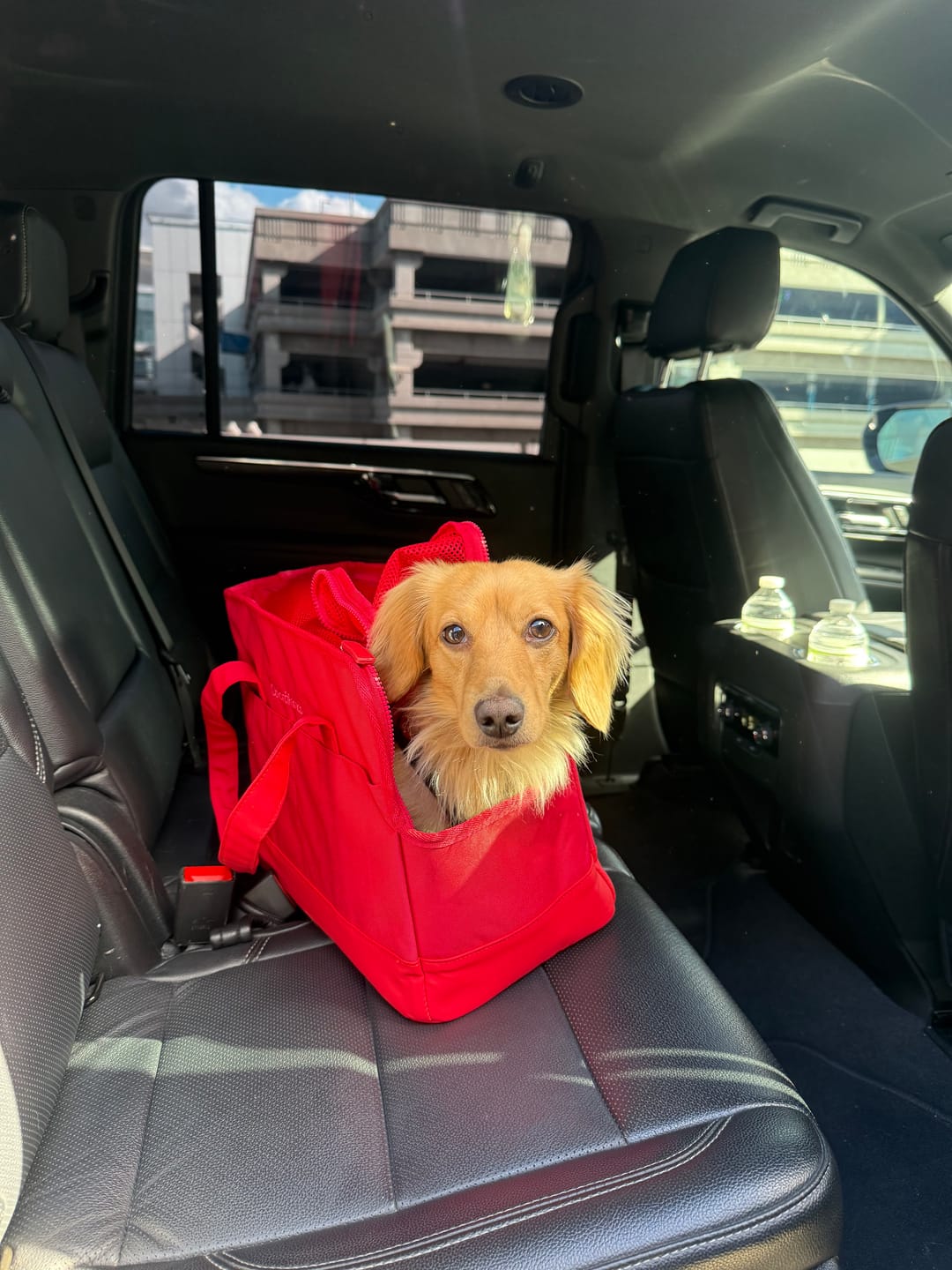 Customer photo review of Rouge Berry Pet Tote Bag