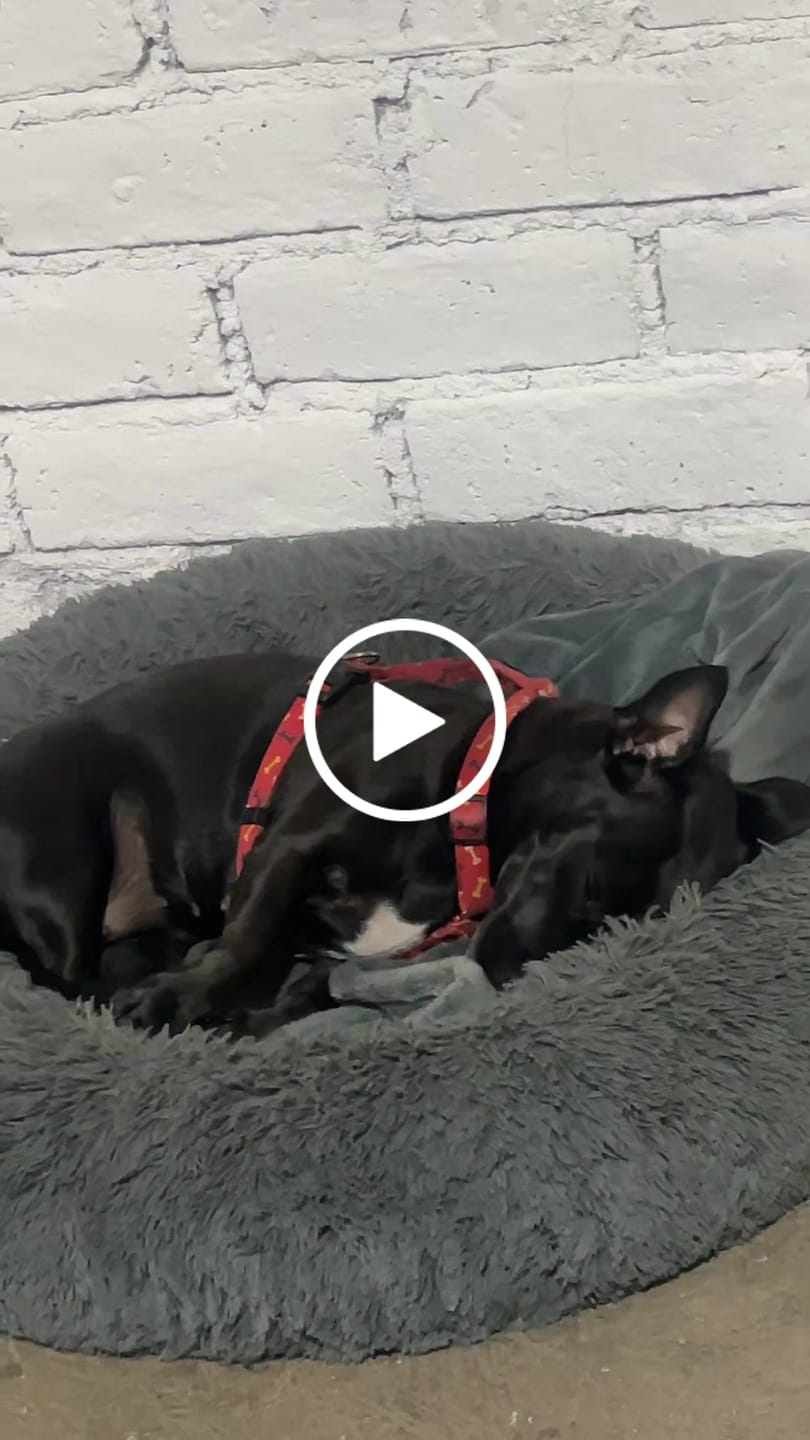 Customer video review of Manta Relajante para Mascotas