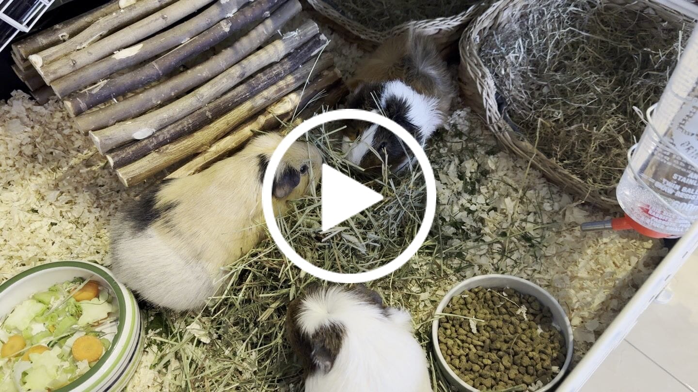 Customer video review of First Cut Timothy Hay - Ultra Premium Canadian Hay for Rabbits and Guinea Pigs