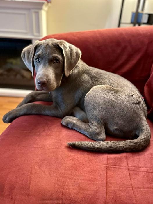 Customer photo review of 6 Inch Thick Braided Bully Stick