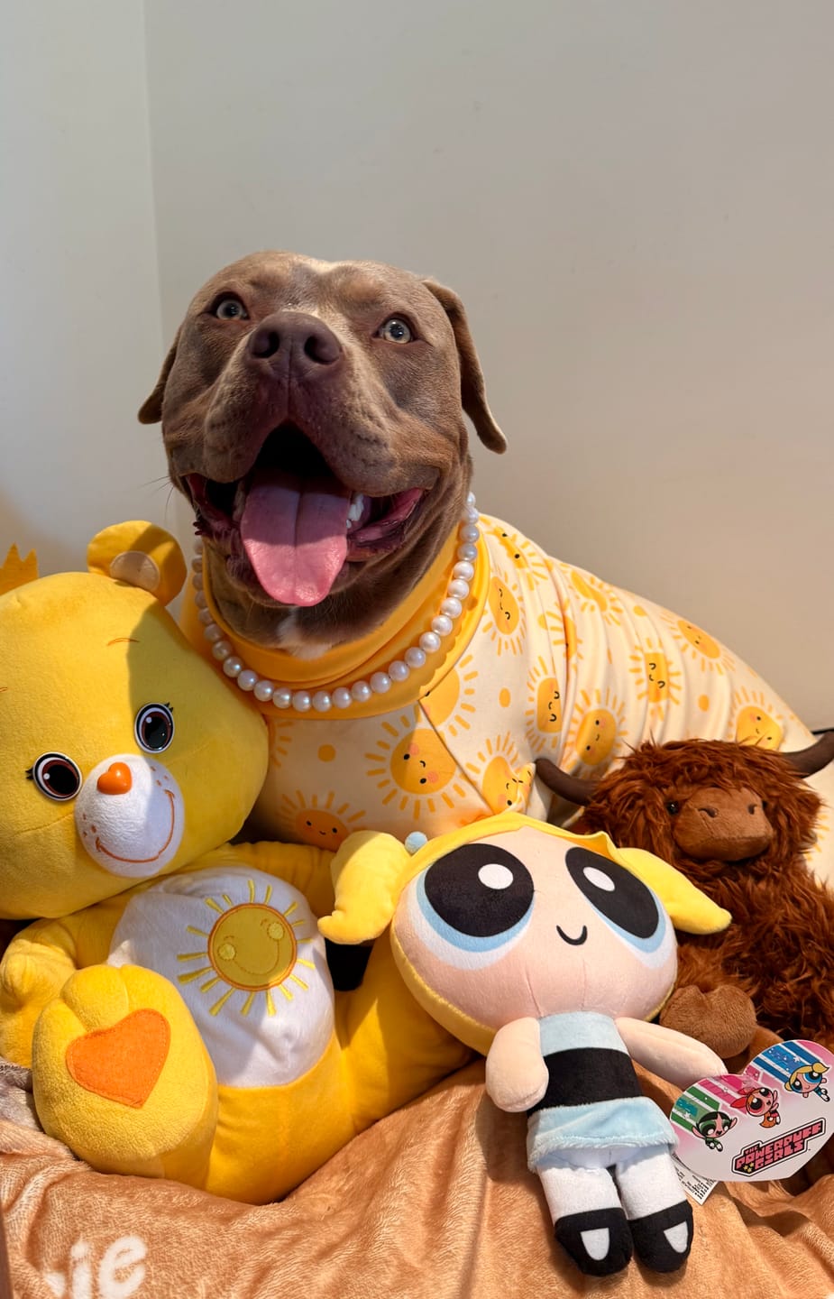 Customer photo review of Dog Pajama Prints