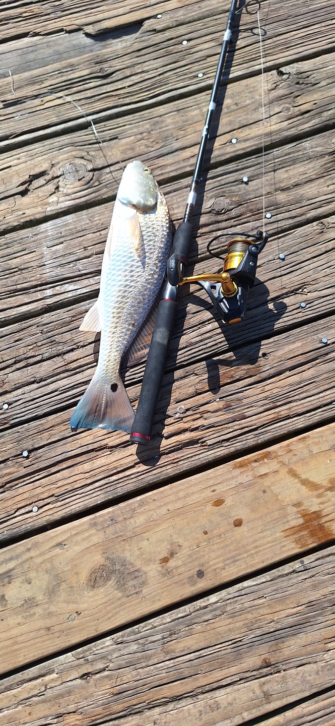 Customer photo review of Braided Fishing Line - 300 Yards, Pro Grade Performance for Saltwater & Freshwater- Beyond Braid