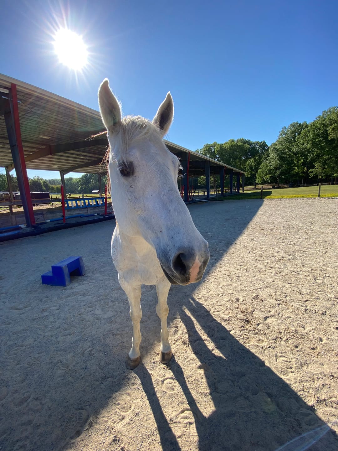 Customer photo review of Equine Probiotic Pellets