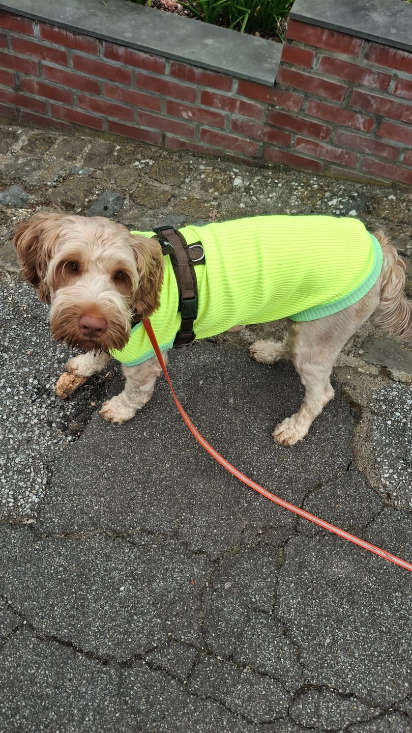 Customer photo review of THE GLOW JUMPER 2.0 - Neon Hundepullover - (Neon Matcha)
