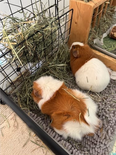 Customer photo review of Orchard Hay Box