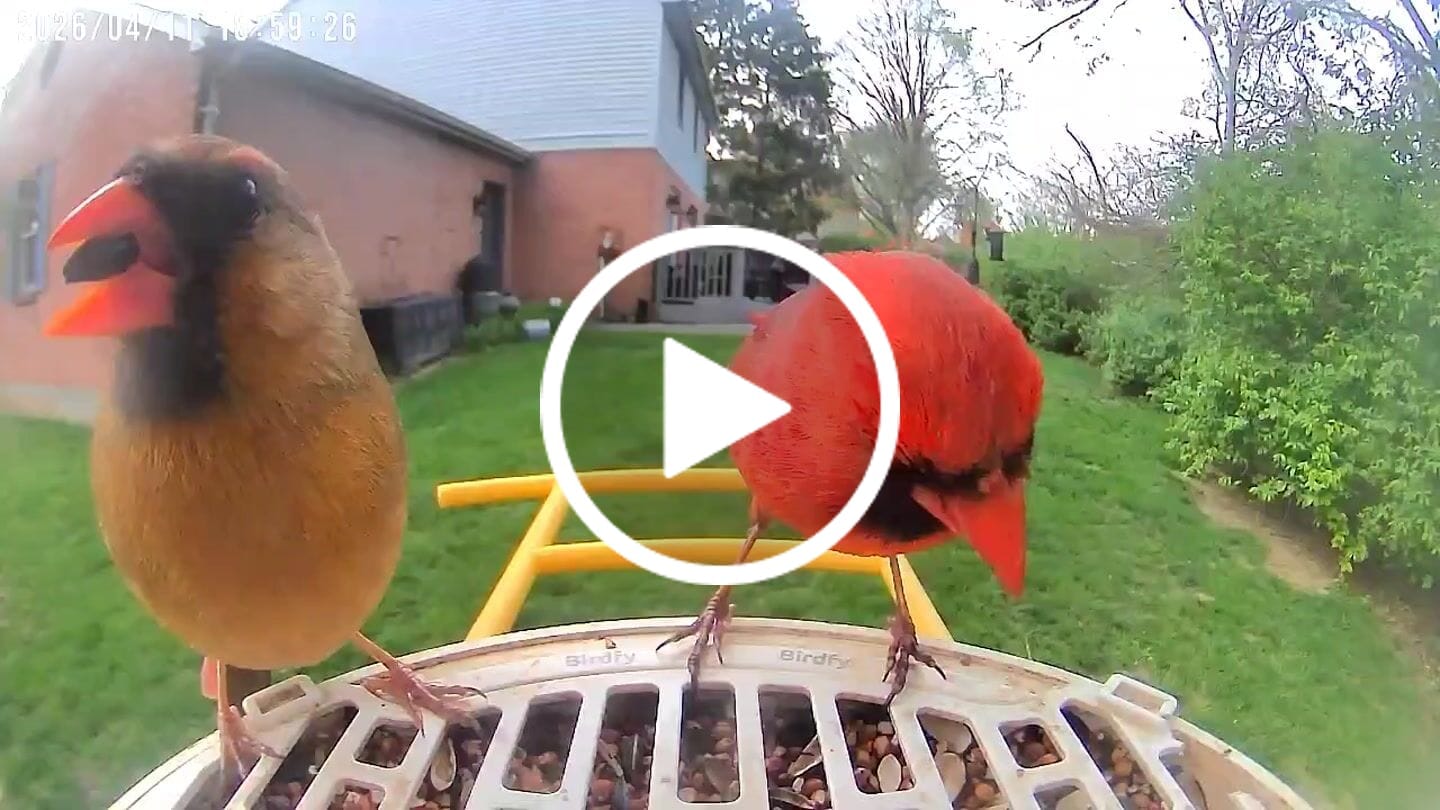 Customer video review of Birdfy Feeder - AI-Powered Smart Bird Feeder with Camera