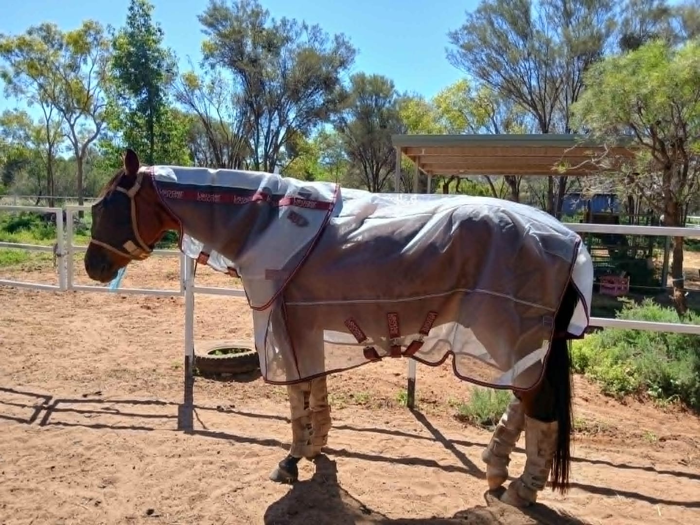 Customer photo review of LE Defender Anti-Insect Fly Rug