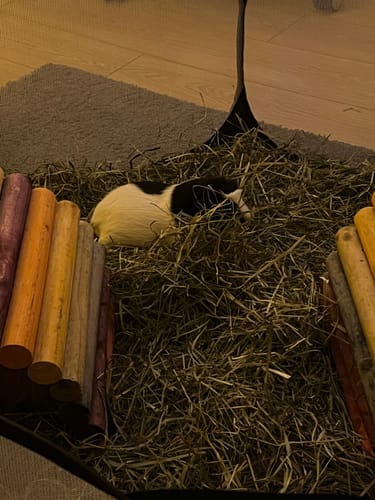 Customer photo review of Orchard Hay Box
