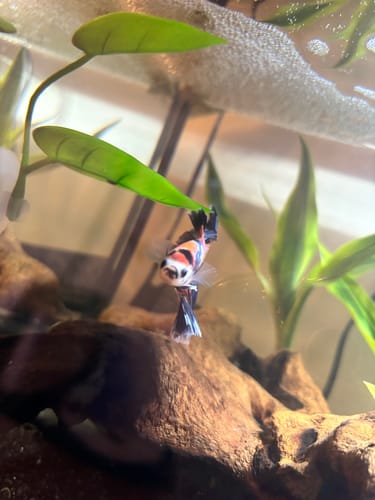 Customer's Multicolor Halfmoon Betta Fish with orange and black markings swimming in a new planted aquarium.