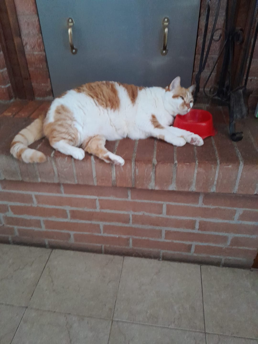 Customer photo review of THERCRON PASTA GATTI (30 gr) – Per La Salute Intestinale del Tuo Gatto
