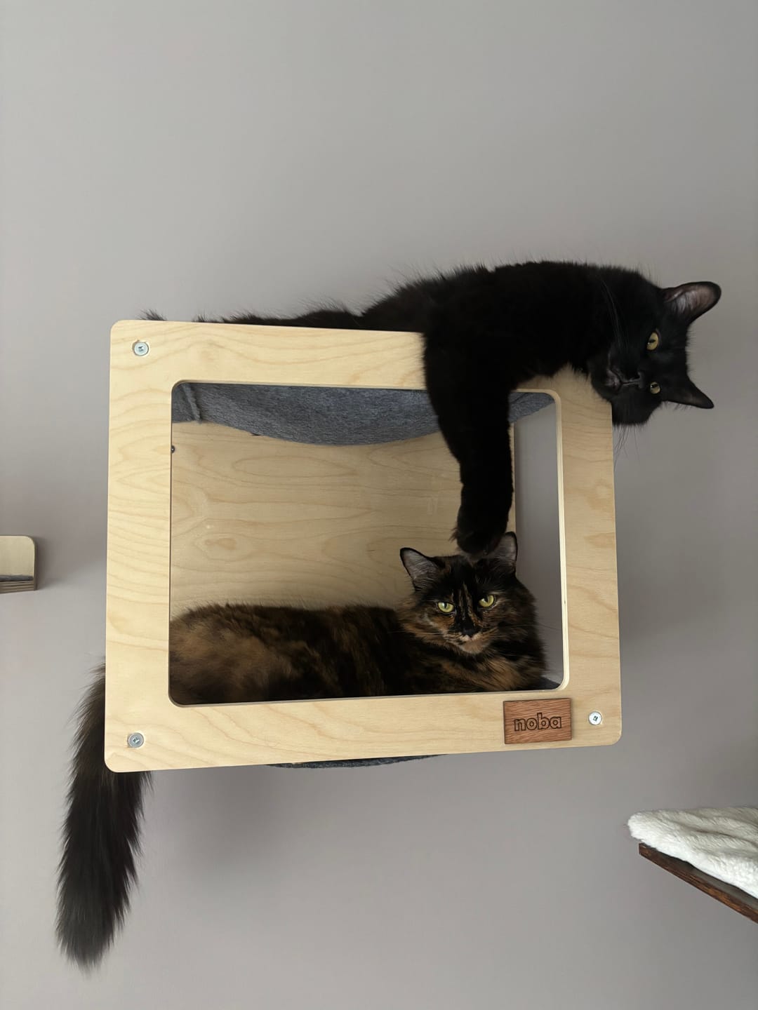 Customer photo review of Wall Mounted, Double Hammock Cat Hidedout