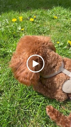 Customer video review of Hazelnut┃Studio Hands-Free Loop Lead