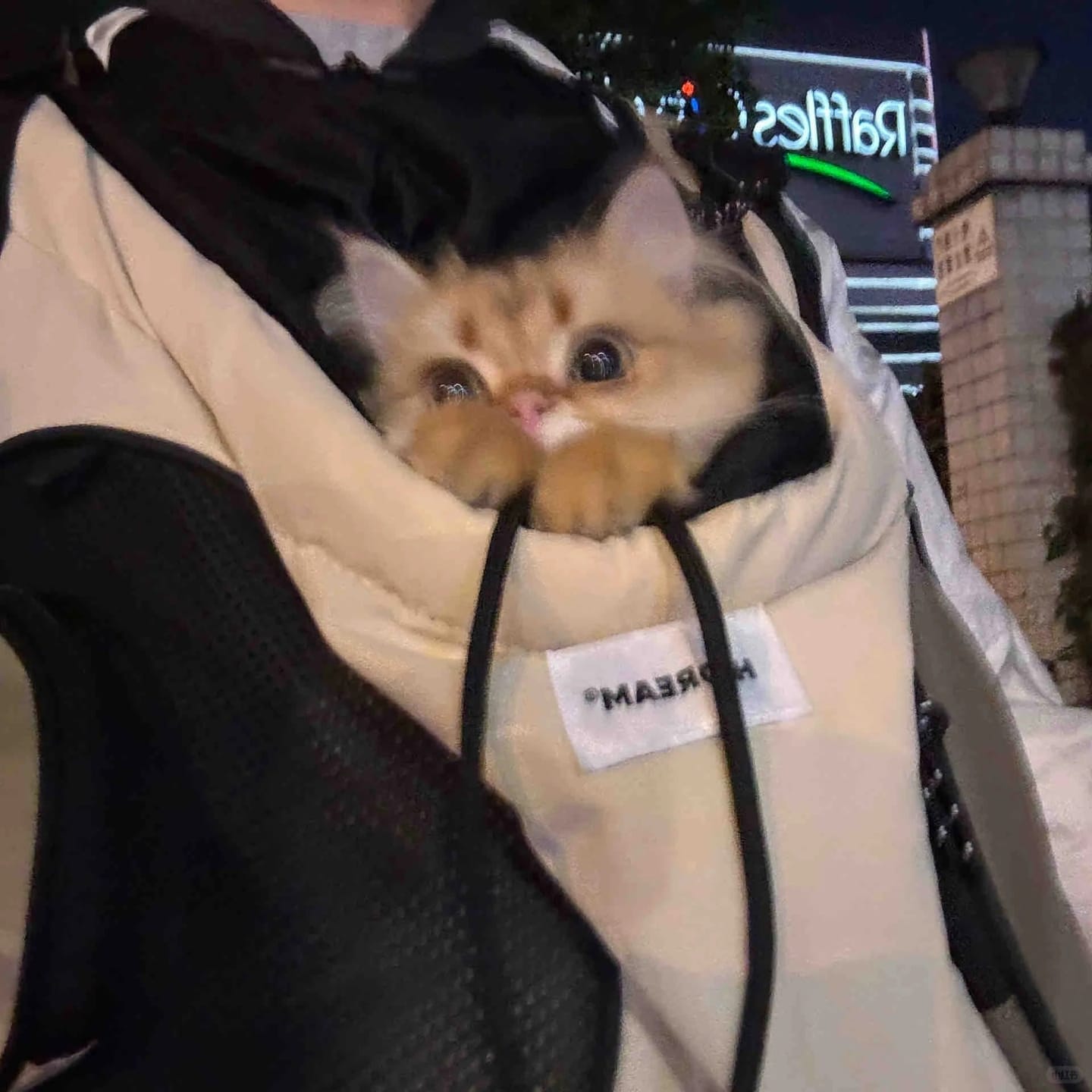 Customer photo review of Comfortable Labor-saving Front Pet Carrier