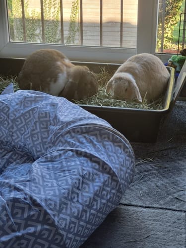 Customer photo review of Orchard Hay Box