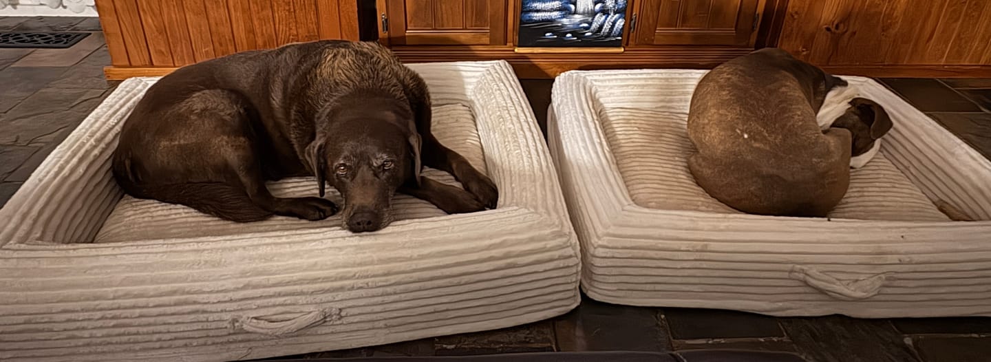 Customer photo review of Orthopaedic Dog Bed – Waterproof & Washable