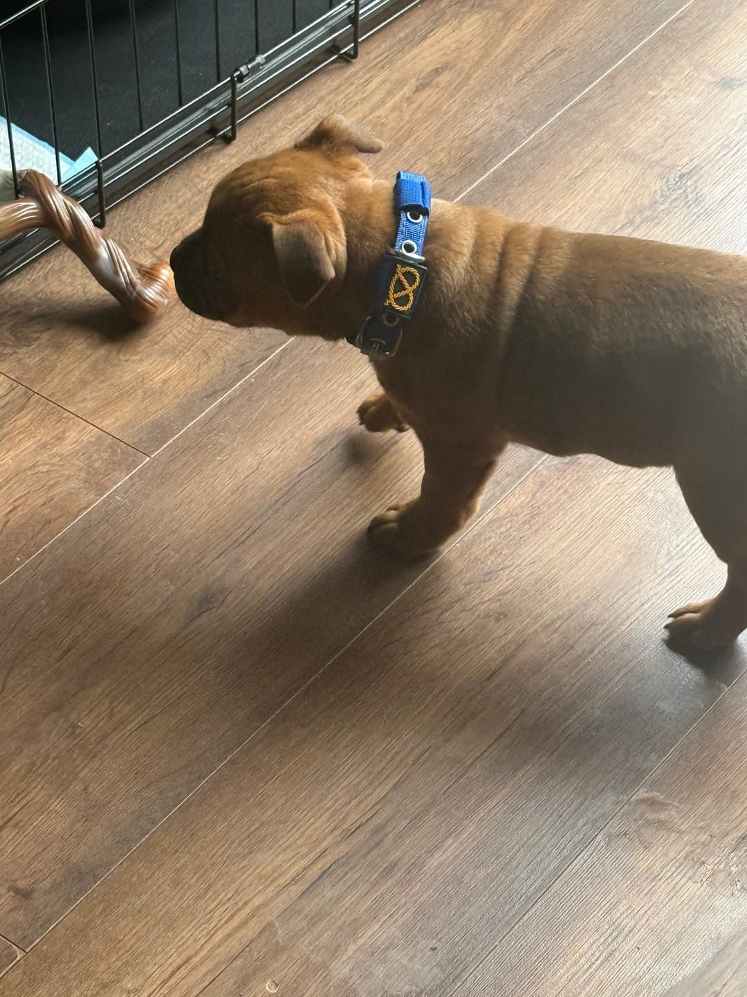 Customer photo review of Staffordshire Bull Terrier 1935® Puppy Collar & Leash Set - Royal Blue