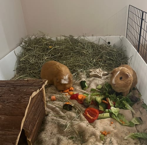 Customer photo review of Meadow Hay Box