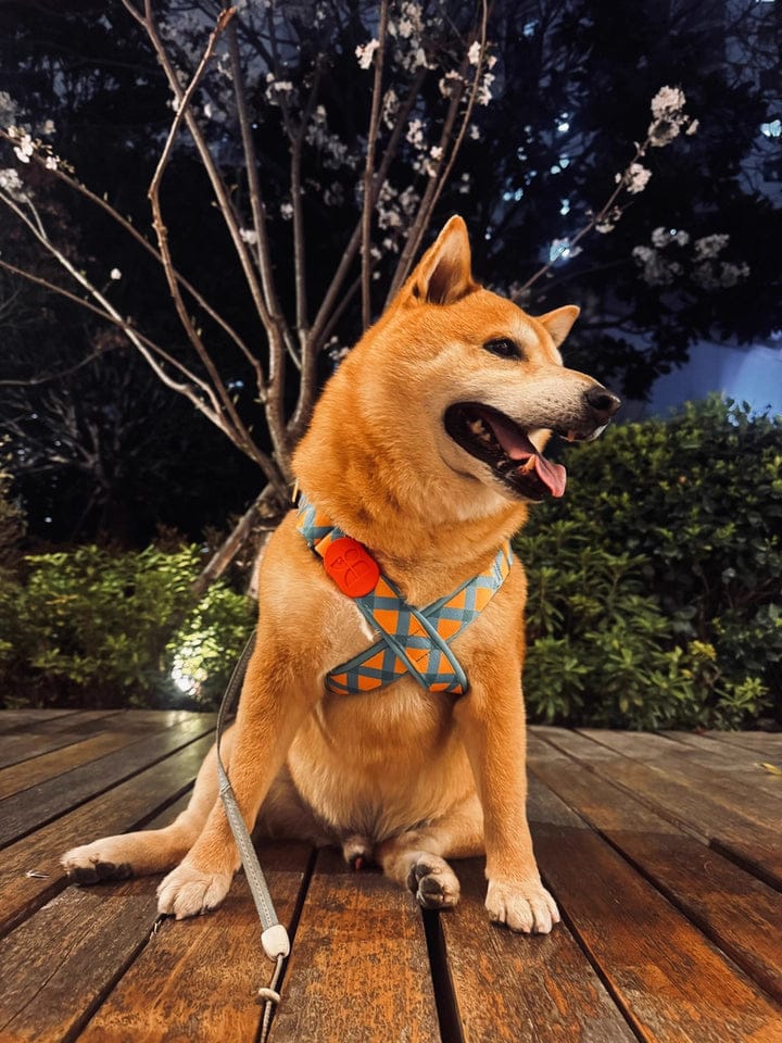 Customer photo review of Colorful PRO No Choke Dog Harness – X-Style Trachea Protection, Single or Set with a 3-in-1 Shock-Absorbing Leash