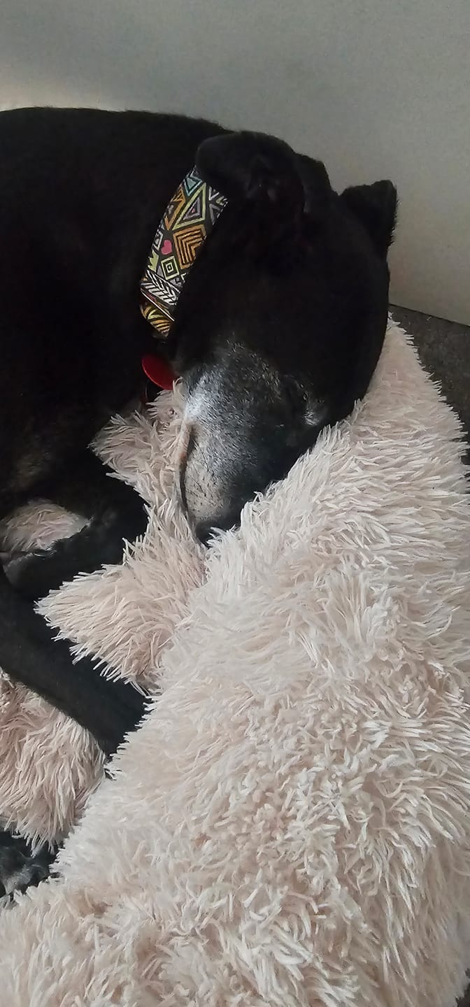 Customer photo review of Brooklyn® Deep Sleep Pet Bed