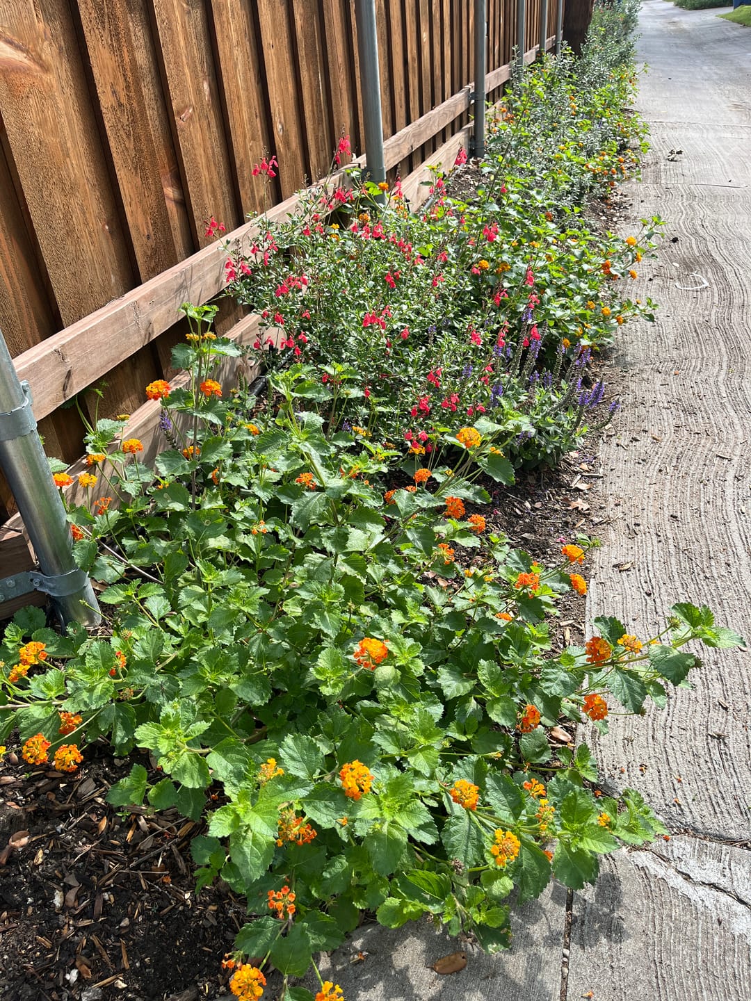 Customer photo review of Texas Lantana