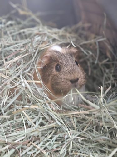 Customer photo review of Orchard Hay Box