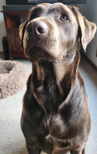 Customer photo review of LabraFur Lifestyle Kit