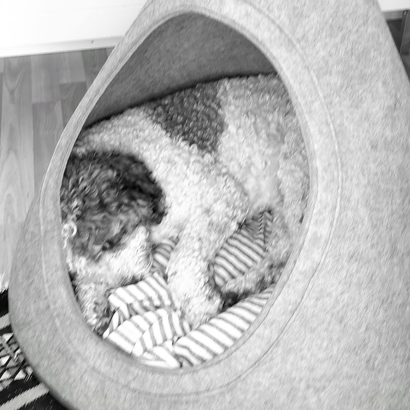 Customer photo review of Tonto - Luxury Dog Tipi