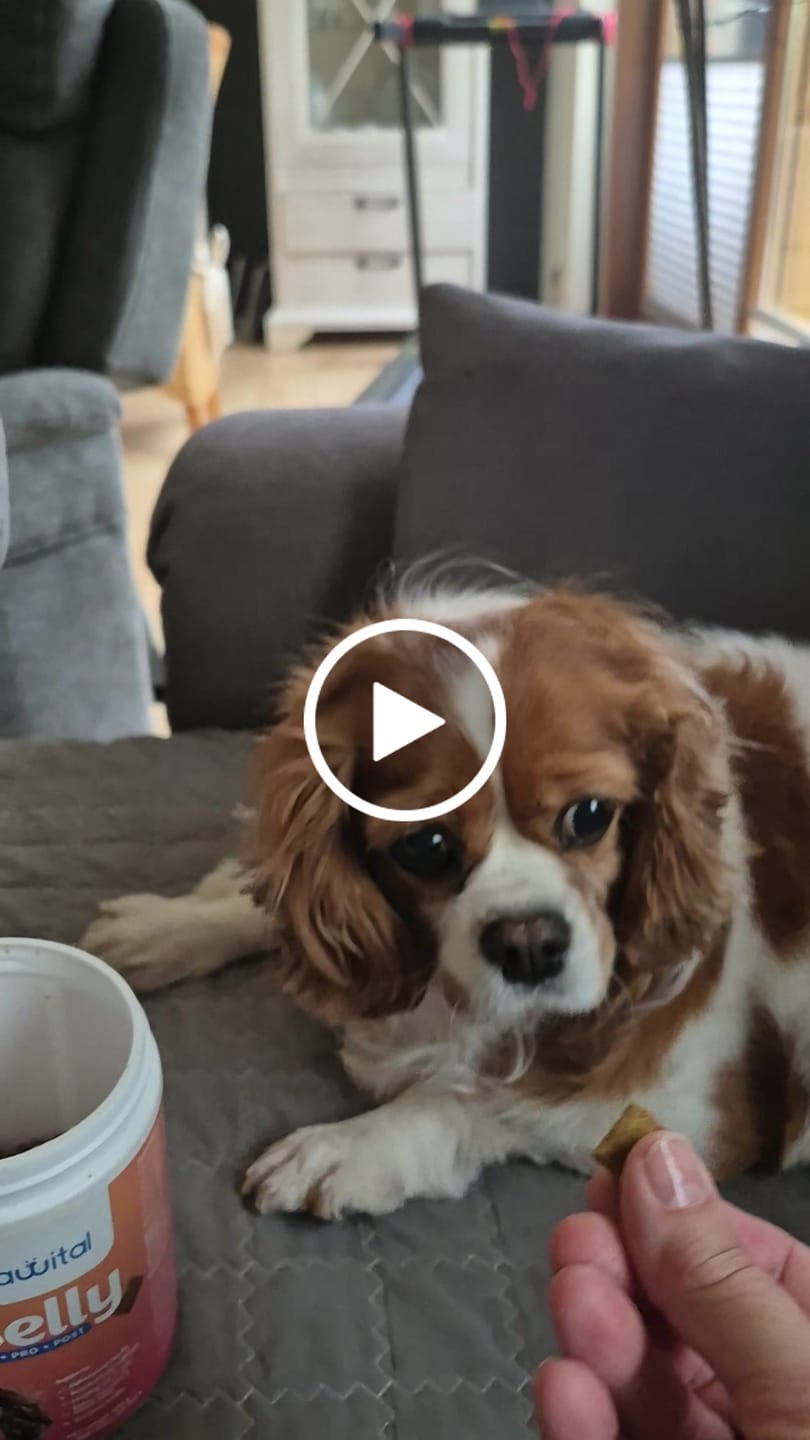 Customer video review of Belly Biotics (360 treats)