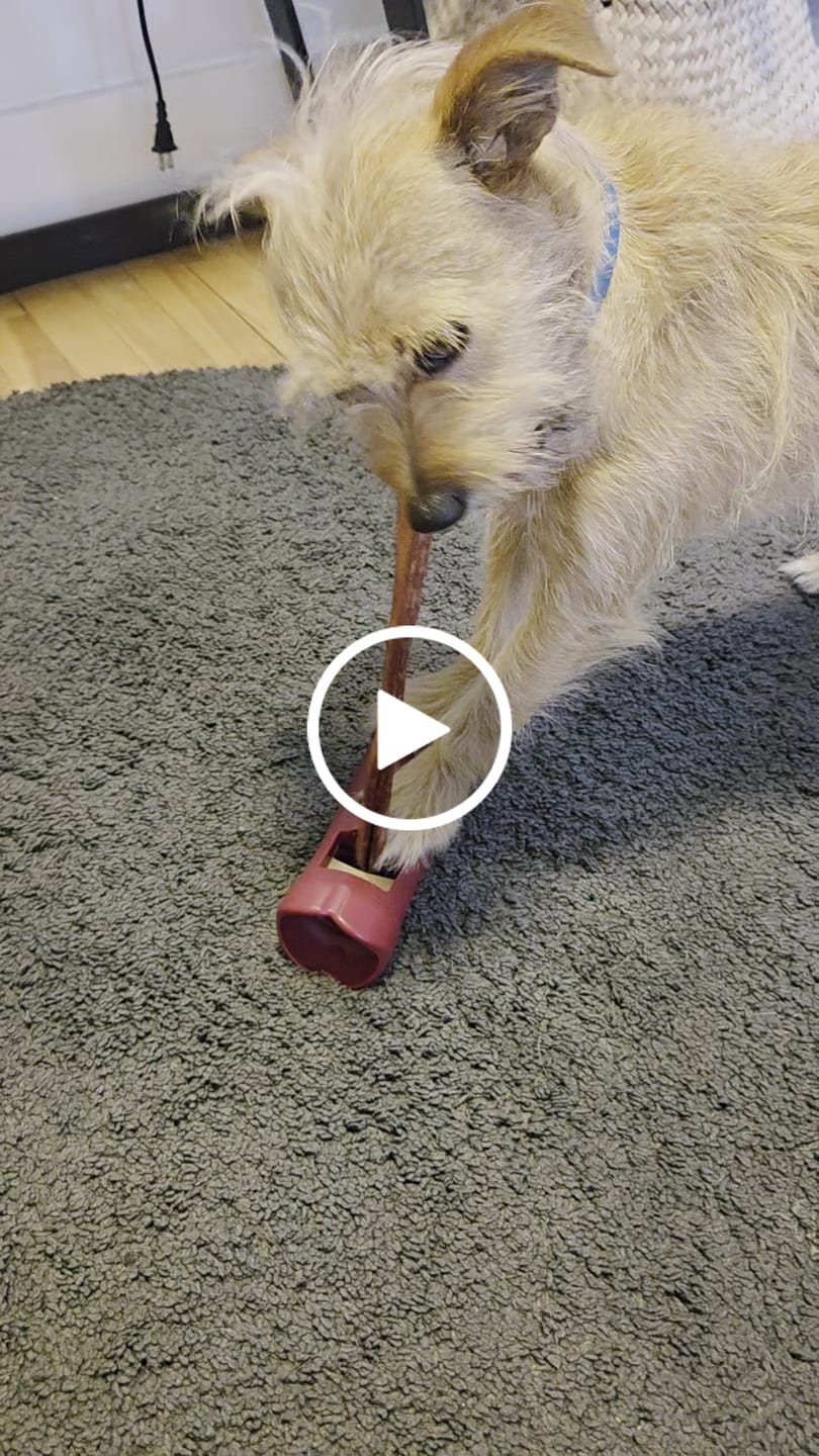 Customer video review of 12 Inch Thick Bully Stick