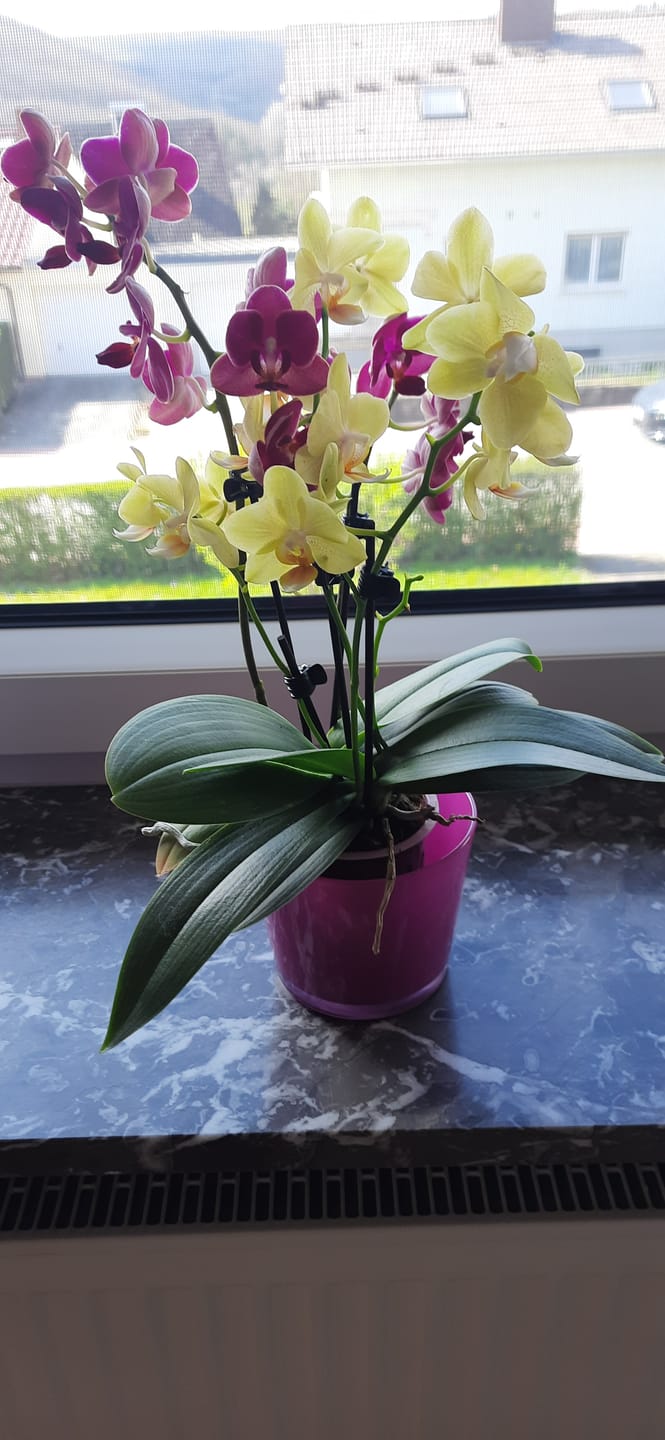 Customer photo review of Cocktail Orchidee mit gelb-roten Blüten und 5+ Rispen