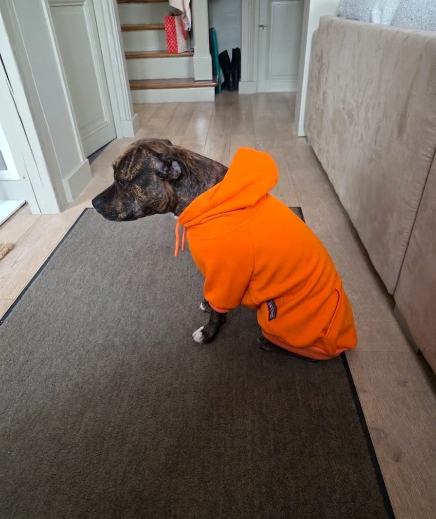 Customer photo review of Staffordshire Bull Terrier 1935® Hoodies - Orange