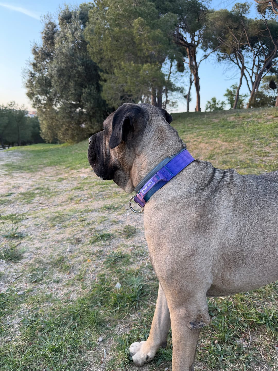 Customer photo review of Comfort Control Collar - 90s Retro