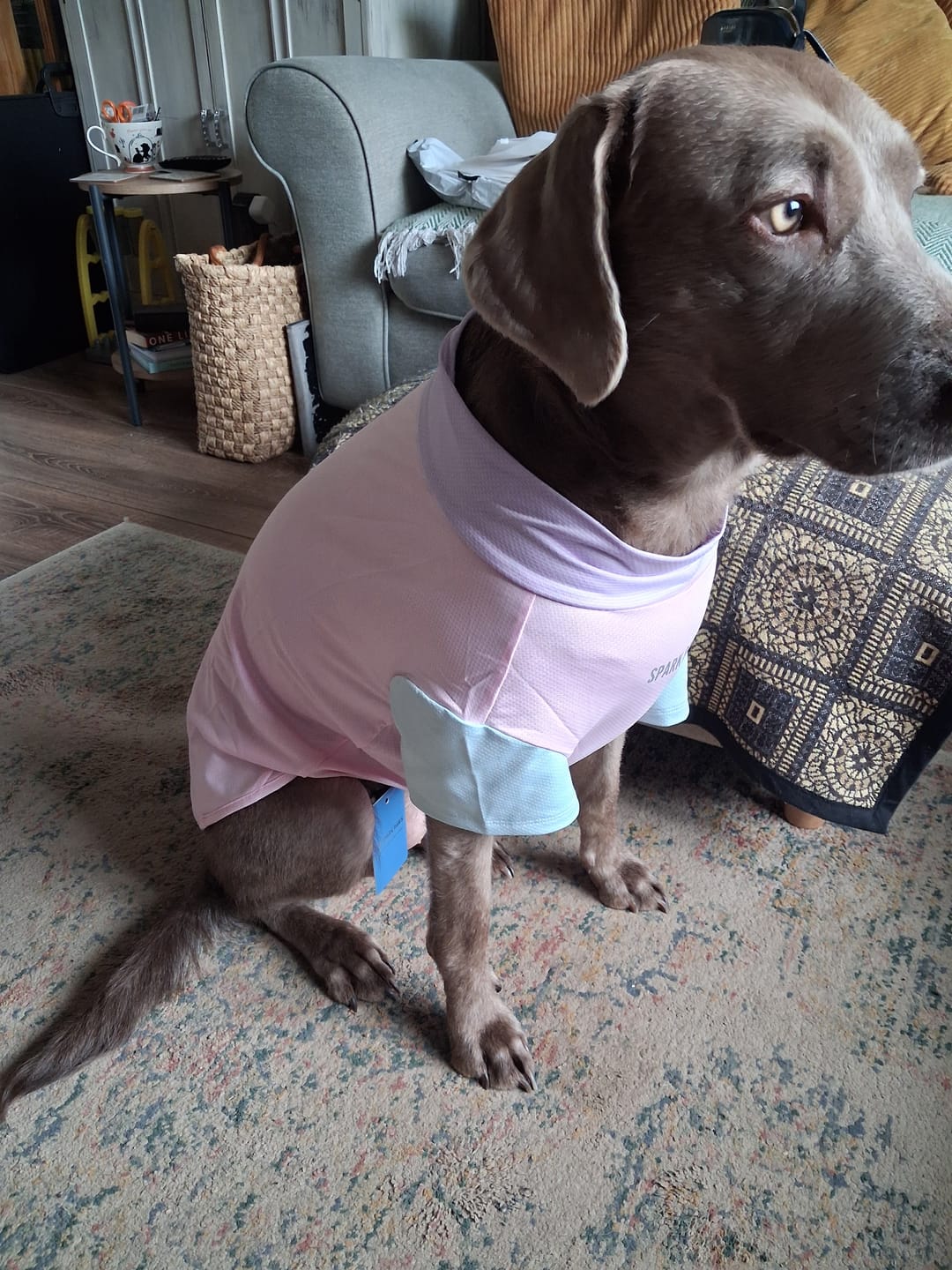 Customer photo review of Sunblock Dog T-Shirt - Color Block