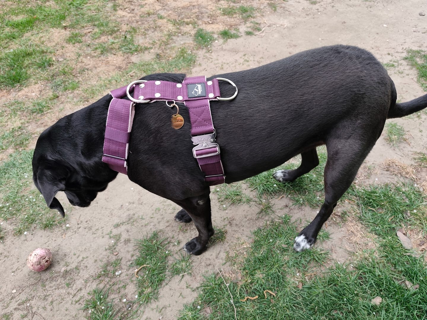 Customer photo review of Szelki z szybką klamrą - Easy Walk Extreme Czarne