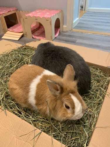 Customer photo review of Orchard Hay Box