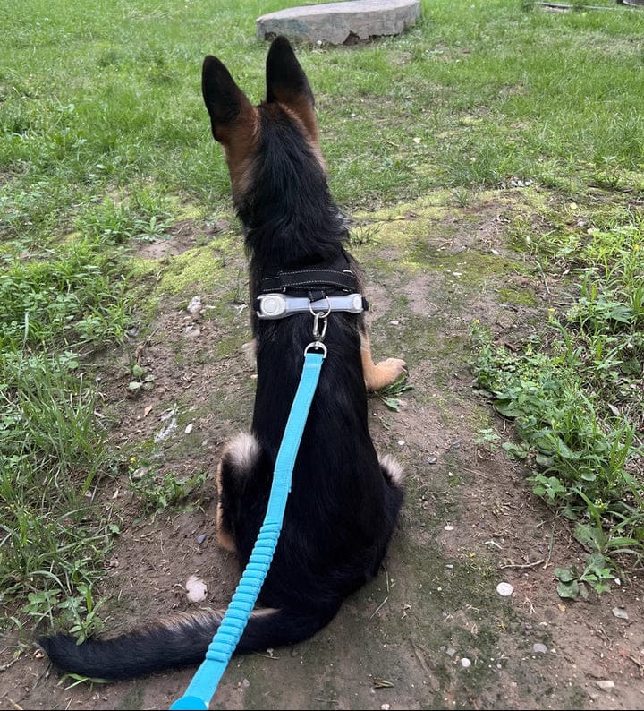 Customer photo review of Colorful PRO Bungee Dog Leash – 3-in-1 Shock-Absorbing Design, Single or Set with No Choke X Harness