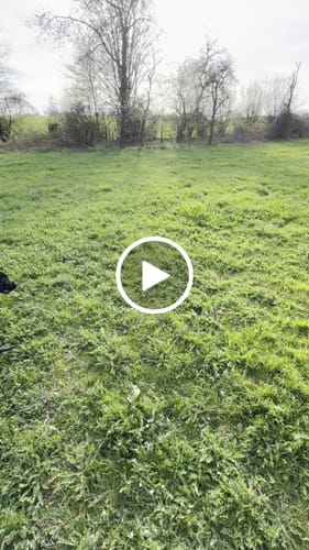 Customer video review of 4cm Tweed Combat® Collar | Handle & Secure Clip - Forest Green