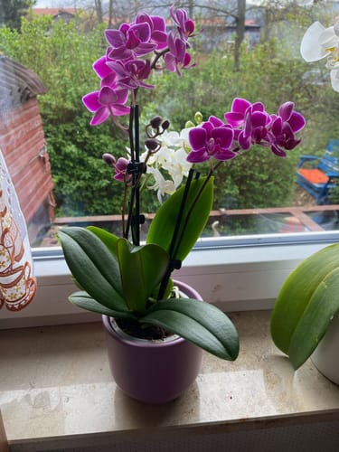 Ein Kunde zeigt die Cocktail-Orchidee mit violetten und weißen Blüten in einem lila Topf auf einer Fensterbank.