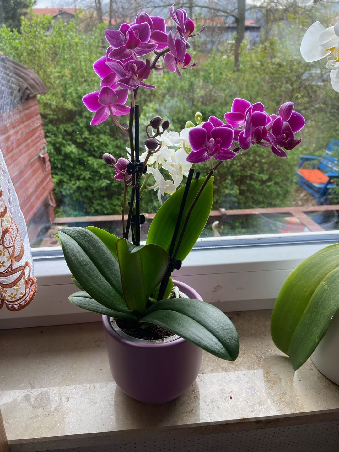 Customer photo review of Cocktail Orchidee mit violett-weißen Blüten und 5+ Rispen
