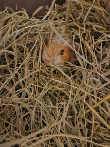 Customer photo review of Orchard Hay Box